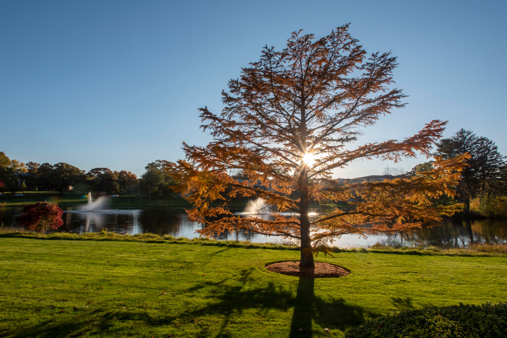 A tree by Mirror Lake in Fall